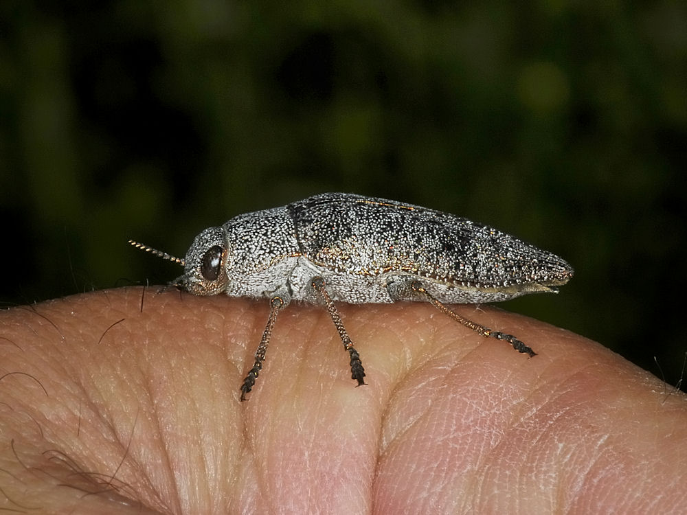 Dicerca aenea